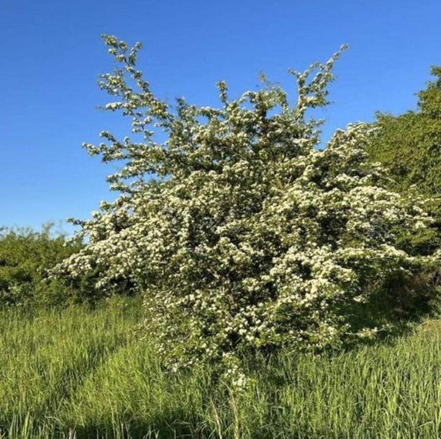 Ferienwohnung Classen Eifel Schleiden Buitenkant foto